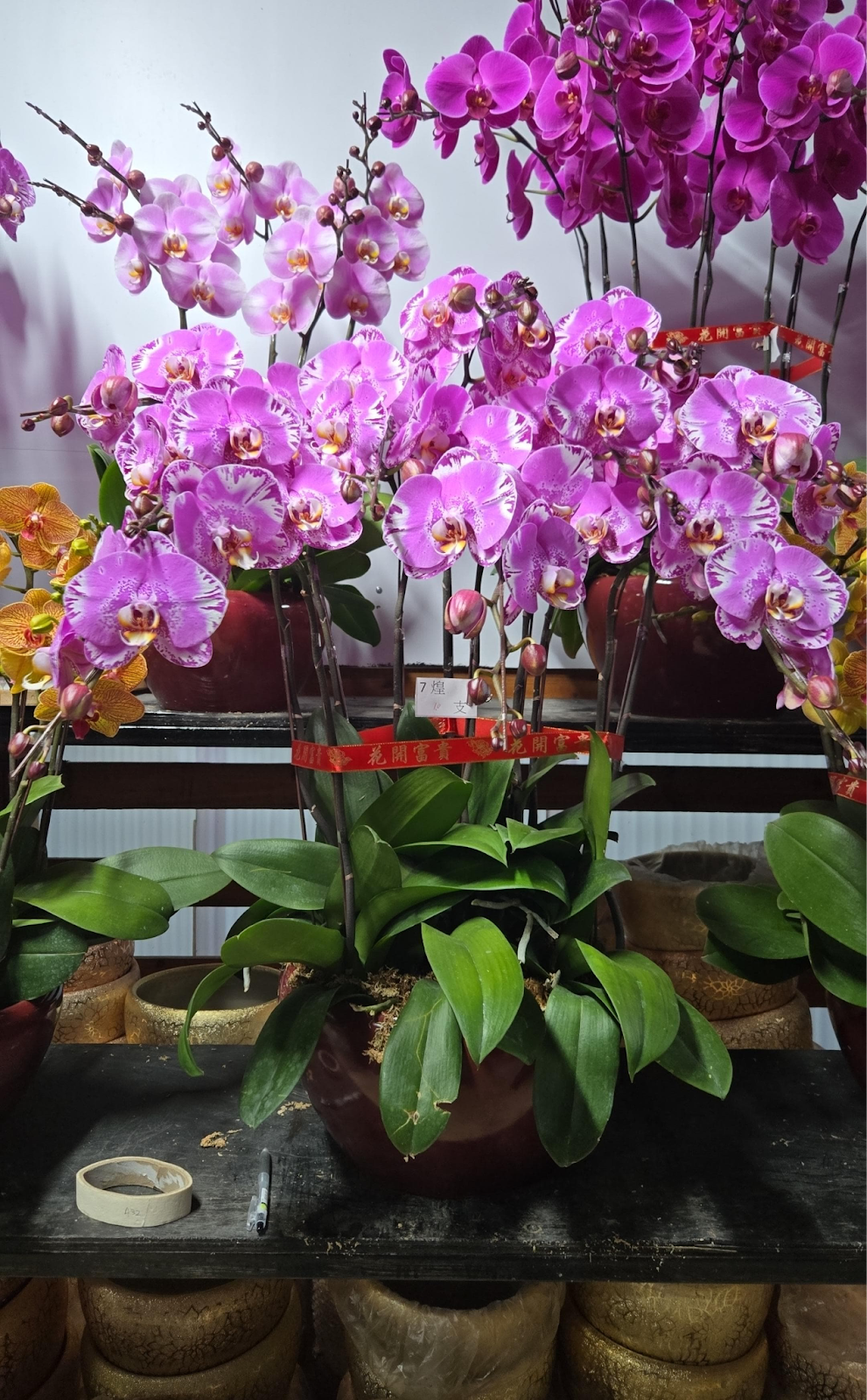 UJ032 台灣 女神 大花 10支