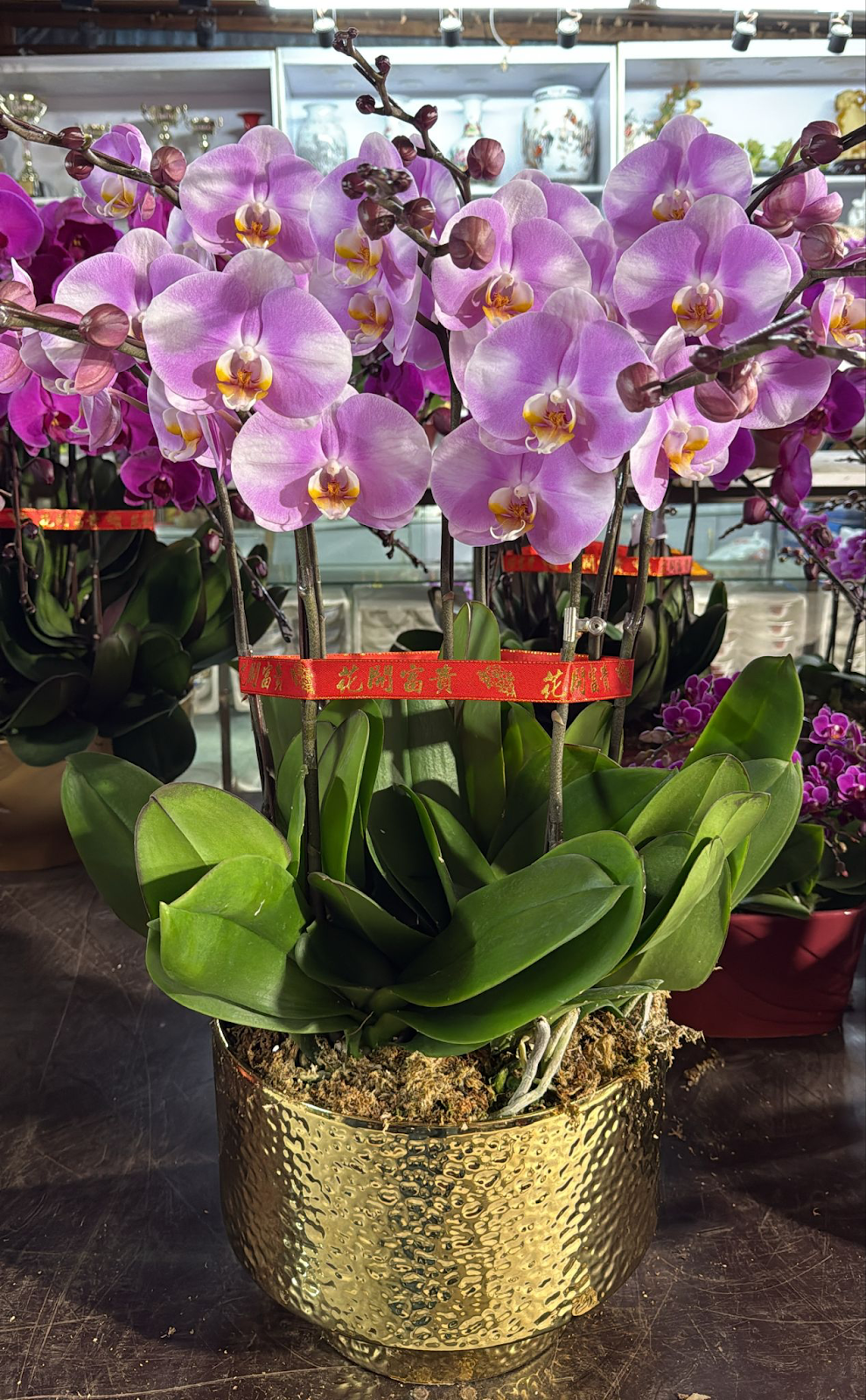 UJ033 台灣 櫻之戀 大花 8支