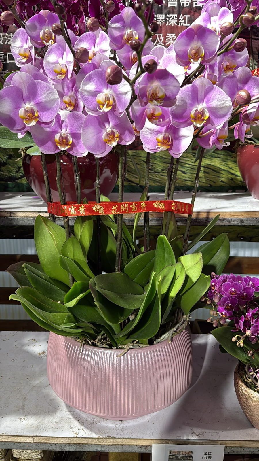 UJ035 台灣 櫻之戀 大花 10支