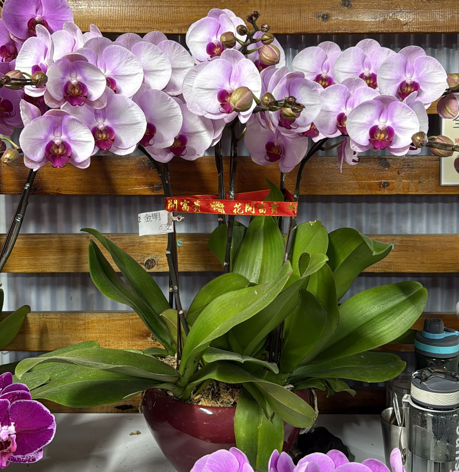 UJ036 台灣 安妮 中花 6支