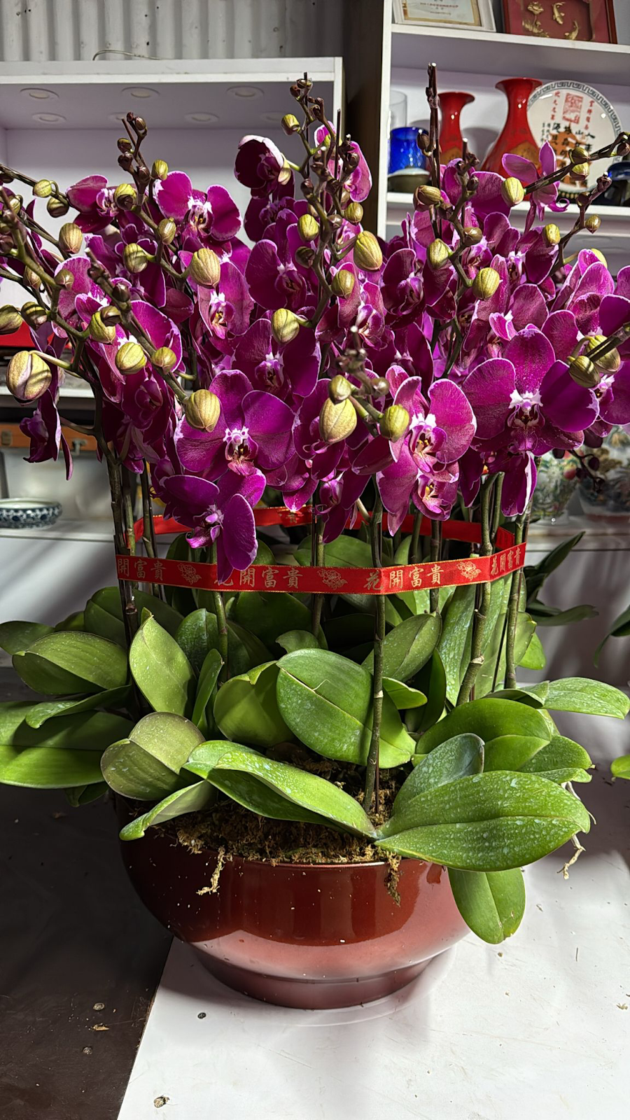 UJ037 台灣 全家福 大花 18支