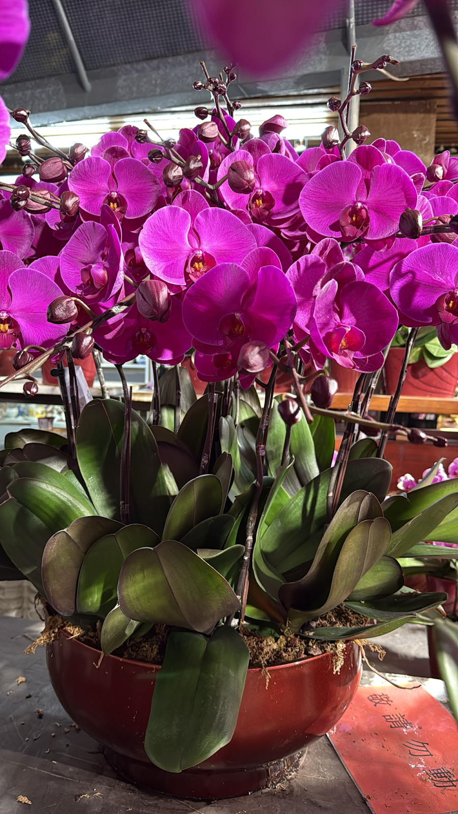 UJ039 台灣 大元寶 大花 18支