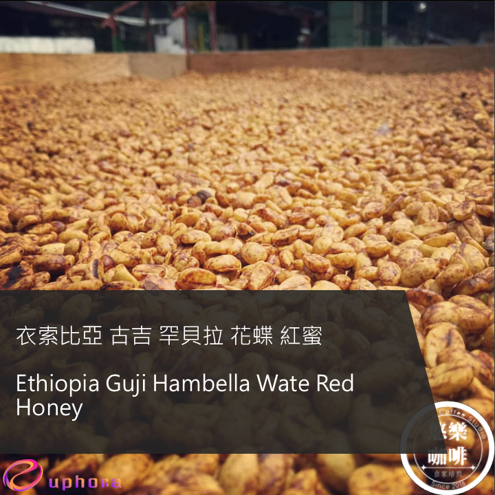 衣索比亞 古吉 罕貝拉 花蝶 紅蜜