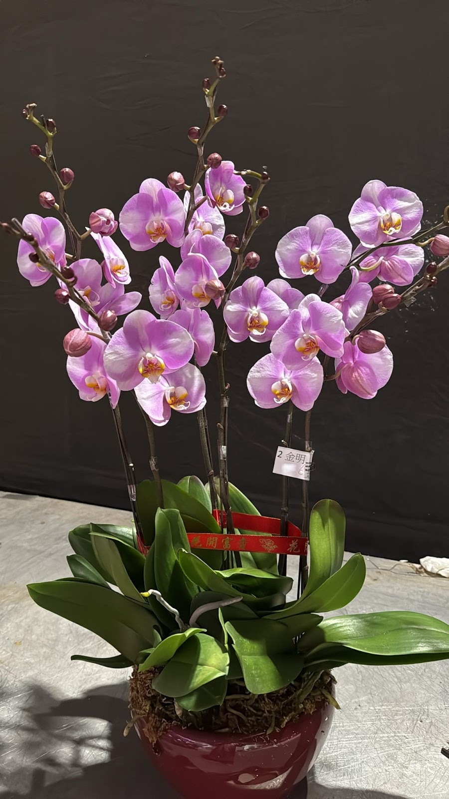 UJ040 台灣 櫻之戀 大花 6枝