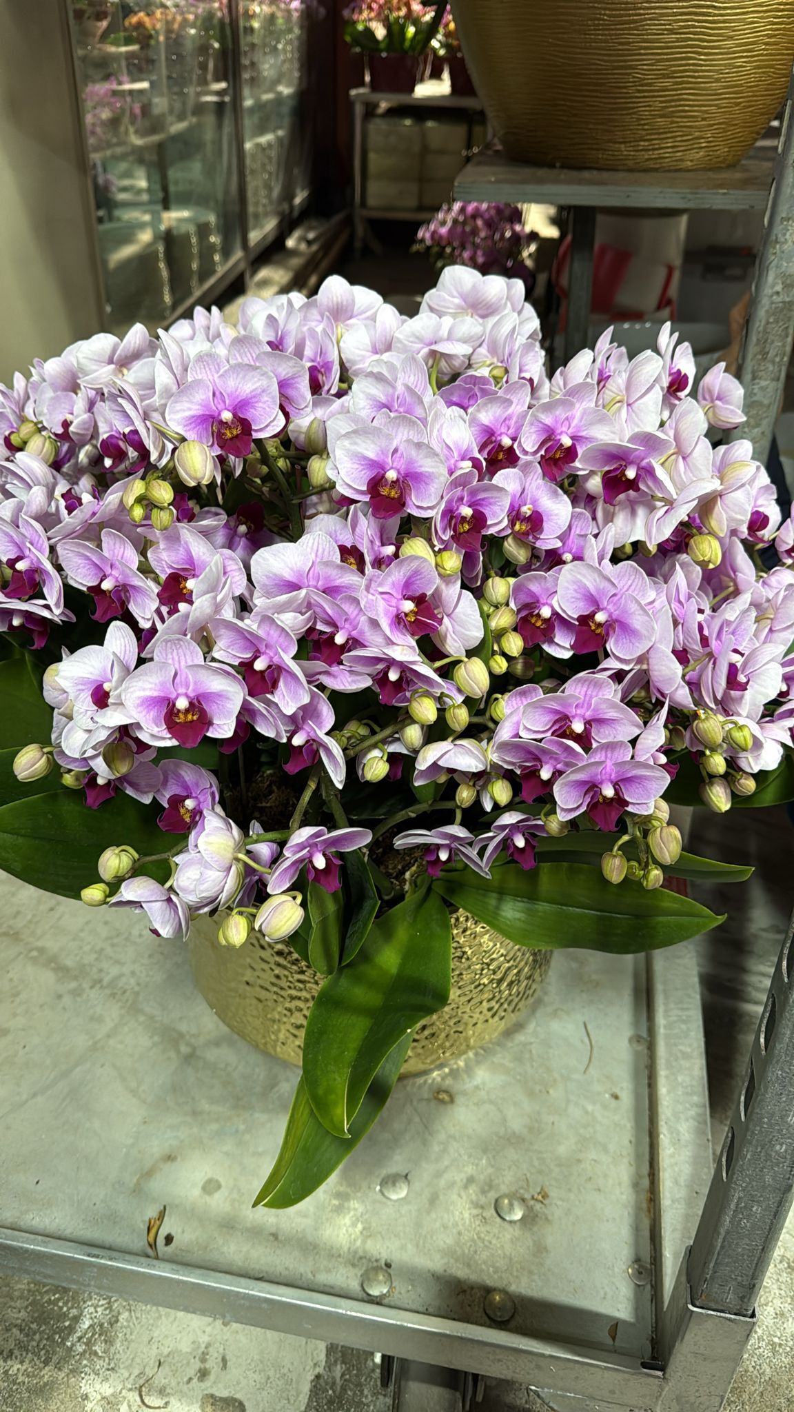 UJ044 台灣蘭花 千葉明珠 12支