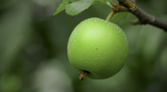 日本和歌山縣美奈邊町嚴選新鮮青梅，MINABE CRAFT UMESHU 頂級釀酒原料特寫