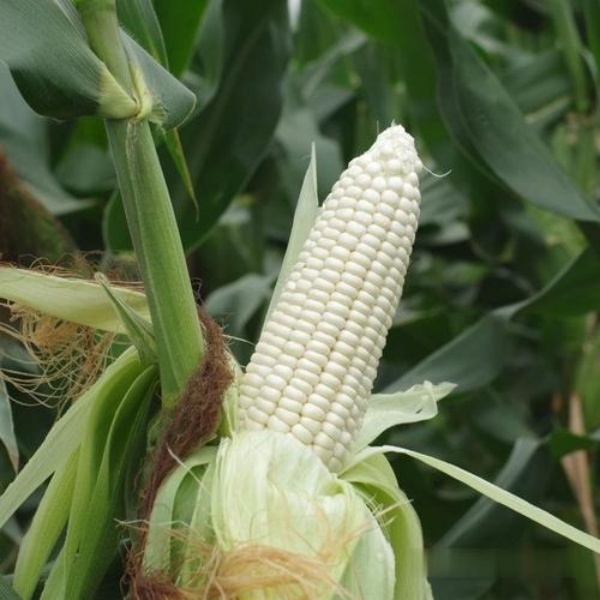 Local Organic Sweet Corn  ( 3 pcs/bag)