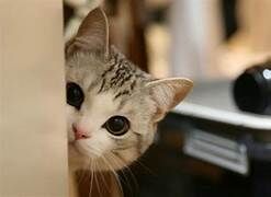 2/3小直播獨家特價款~8%羊毛深藍附披肩V領毛海毛衣