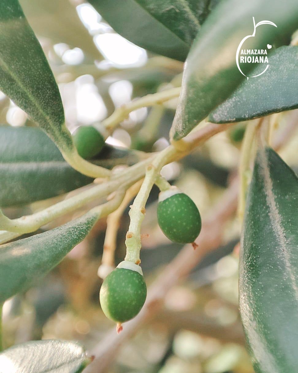 《初榨油》*西班牙* RIOJANA 里歐哈娜｜特級冷壓初榨橄欖油｜250ml