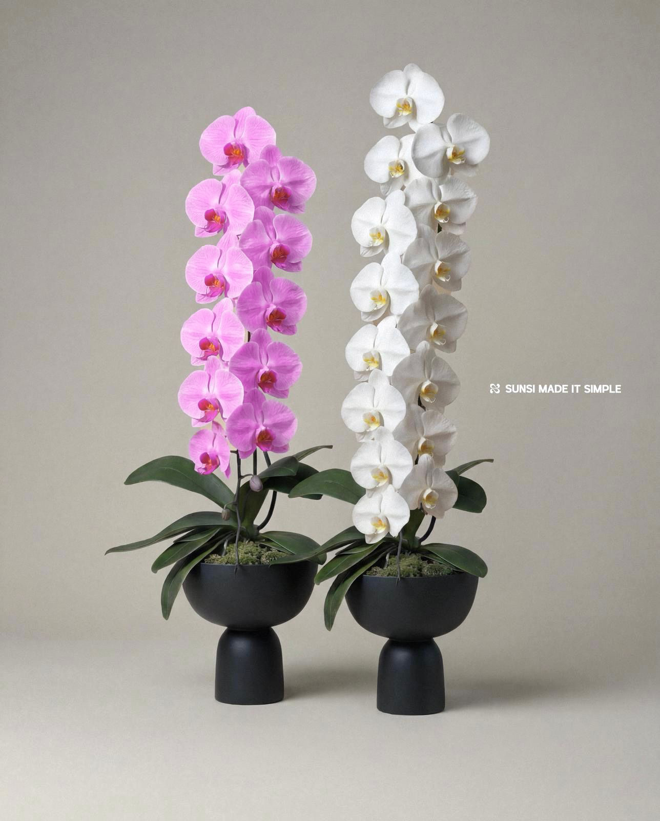 🇯🇵日本大花 一 純白/純粉