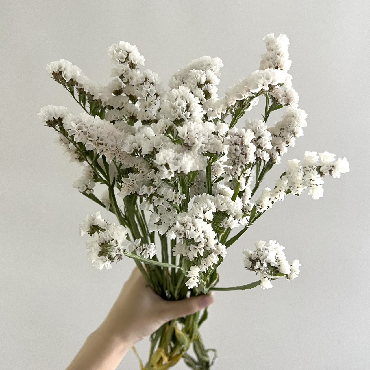 新鮮乾燥星辰花