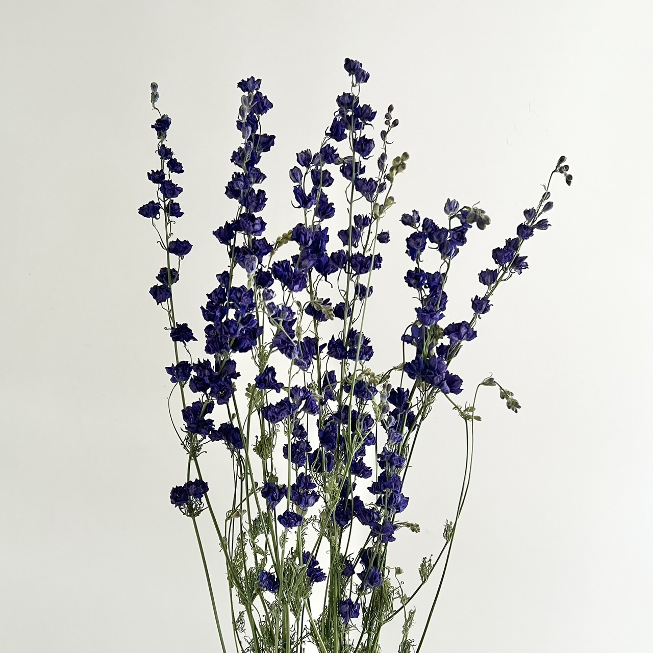 新鮮乾燥千鳥草 (原裝)