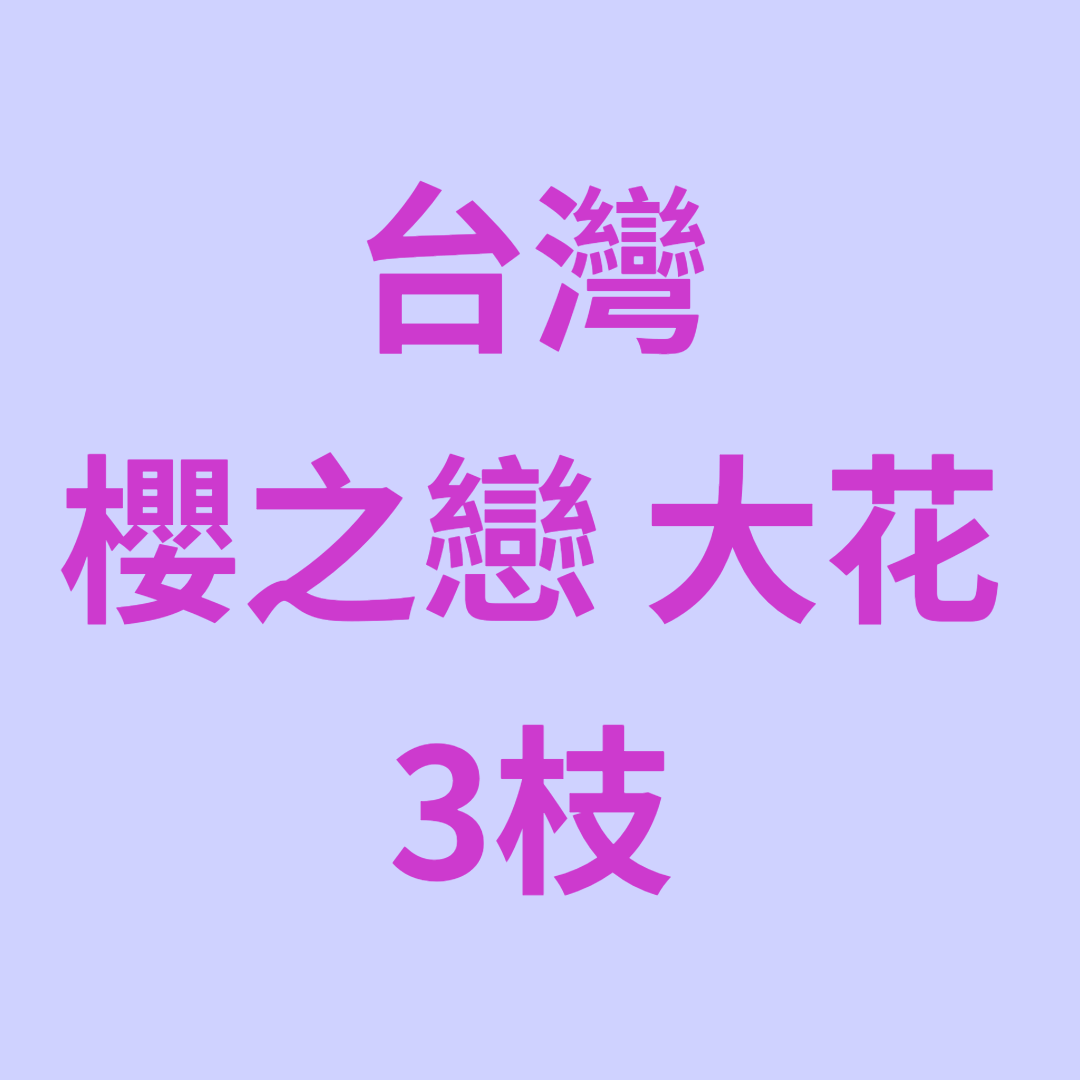 UJ045 台灣 櫻之戀 大花 3枝