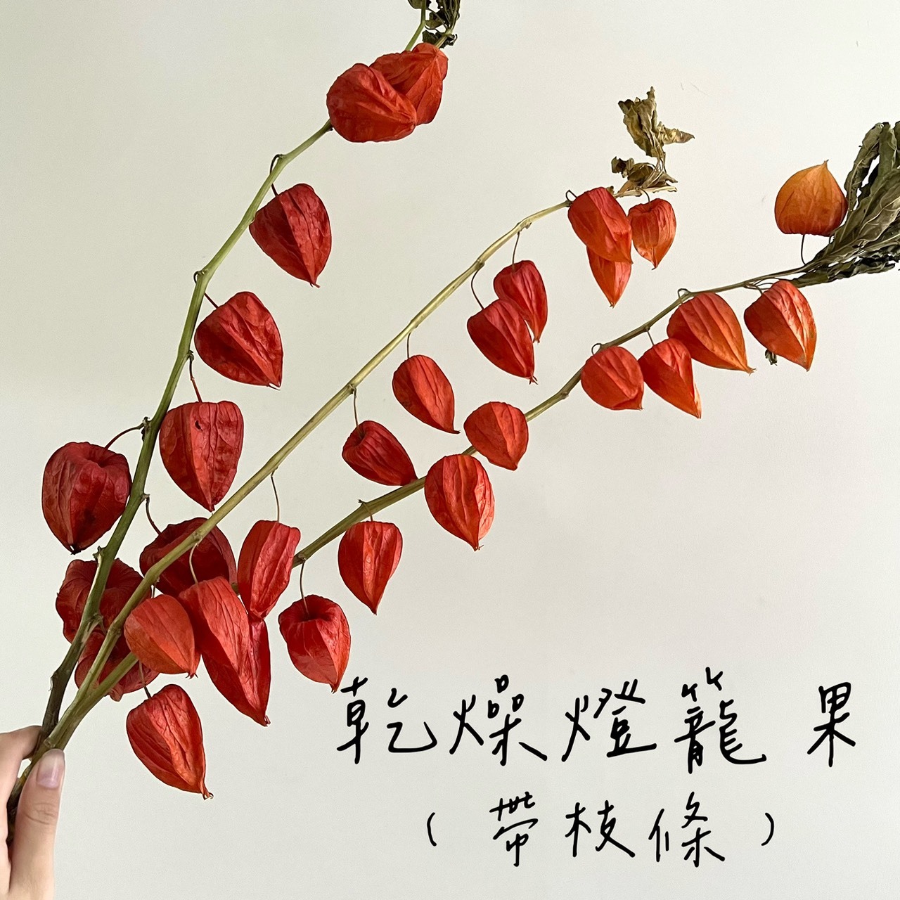 乾燥燈籠果(帶枝條)