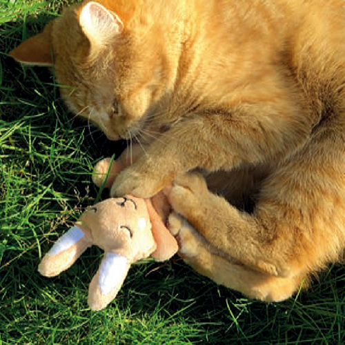 貓用品-貓玩具-貓草-纈草