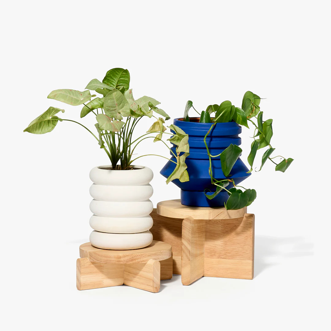 由 Pete Oyler 設計的簡約木質底座，即使最不起眼的室內植物也能瞬間提升風格。
