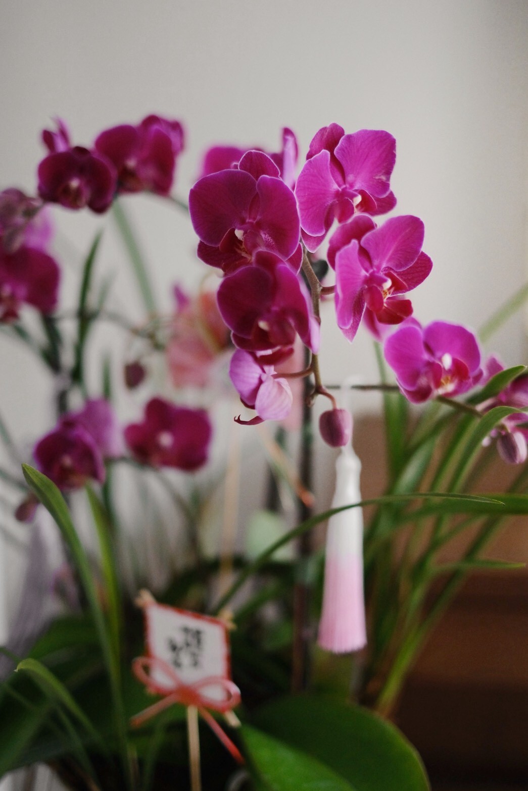 年常美好｜慢式新春蘭花盆花