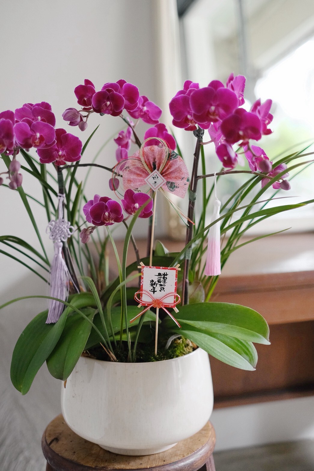 年常美好｜慢式新春蘭花盆花