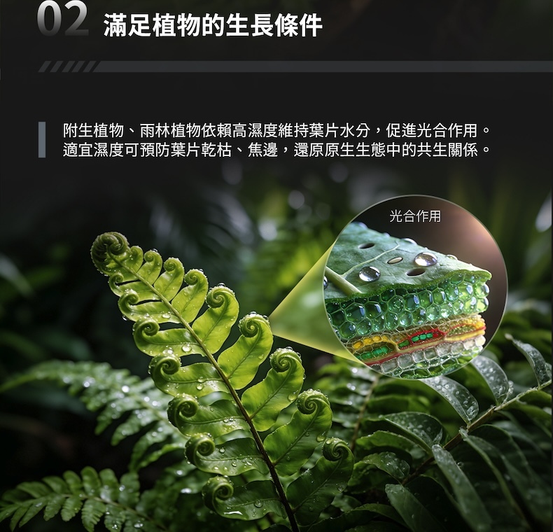 熱帶與附生植物依賴濕度維持葉片含水與光合作用，Mistella M1 還原自然雨林濕潤環境