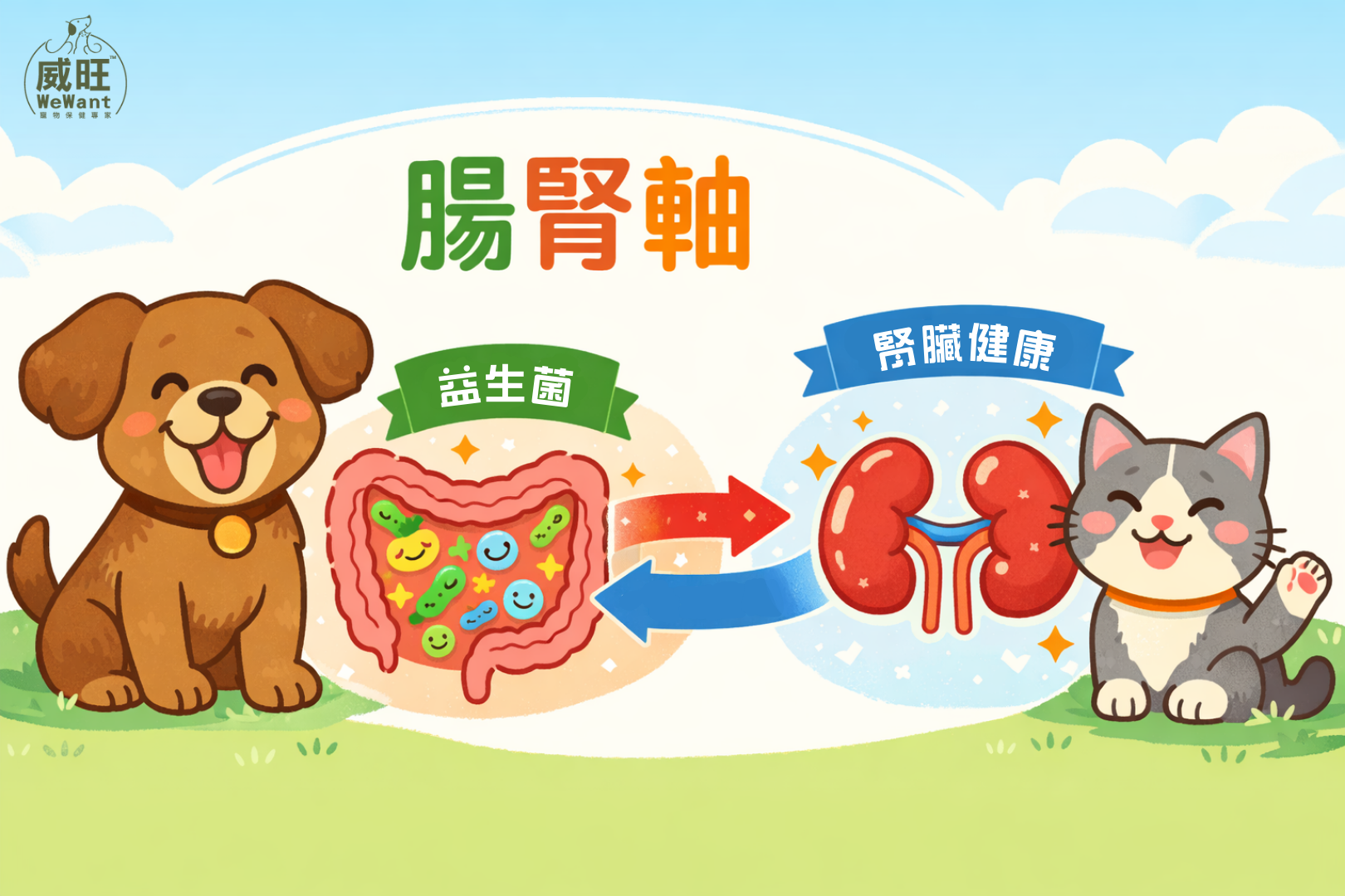 腸腎軸示意圖：腎臟益生菌維持腎臟健康和菌群平衡