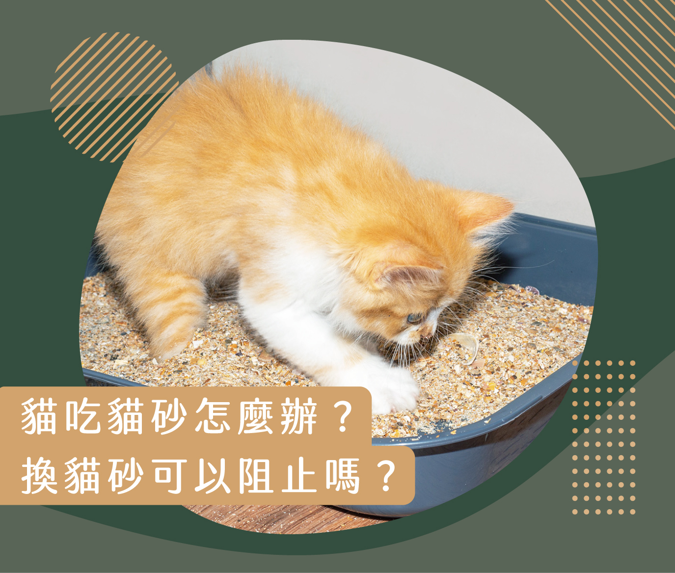 貓吃貓砂怎麼辦?換豆腐砂或礦砂能阻止貓吃貓砂嗎?