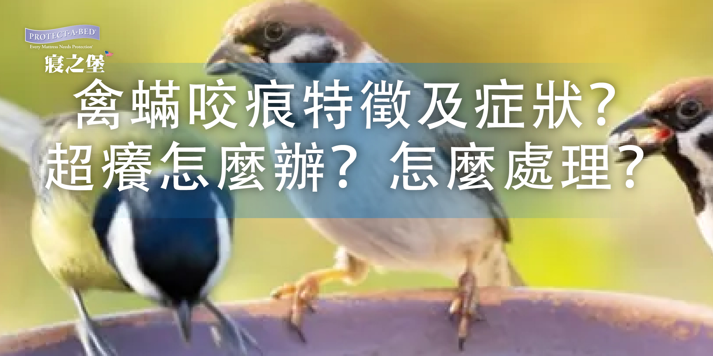 鳥類身上的禽蟎