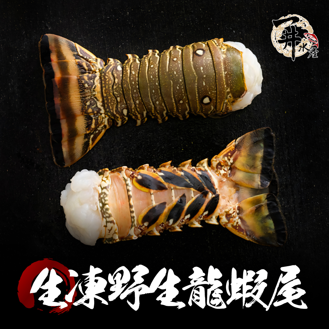 巴西 生凍野生龍蝦身