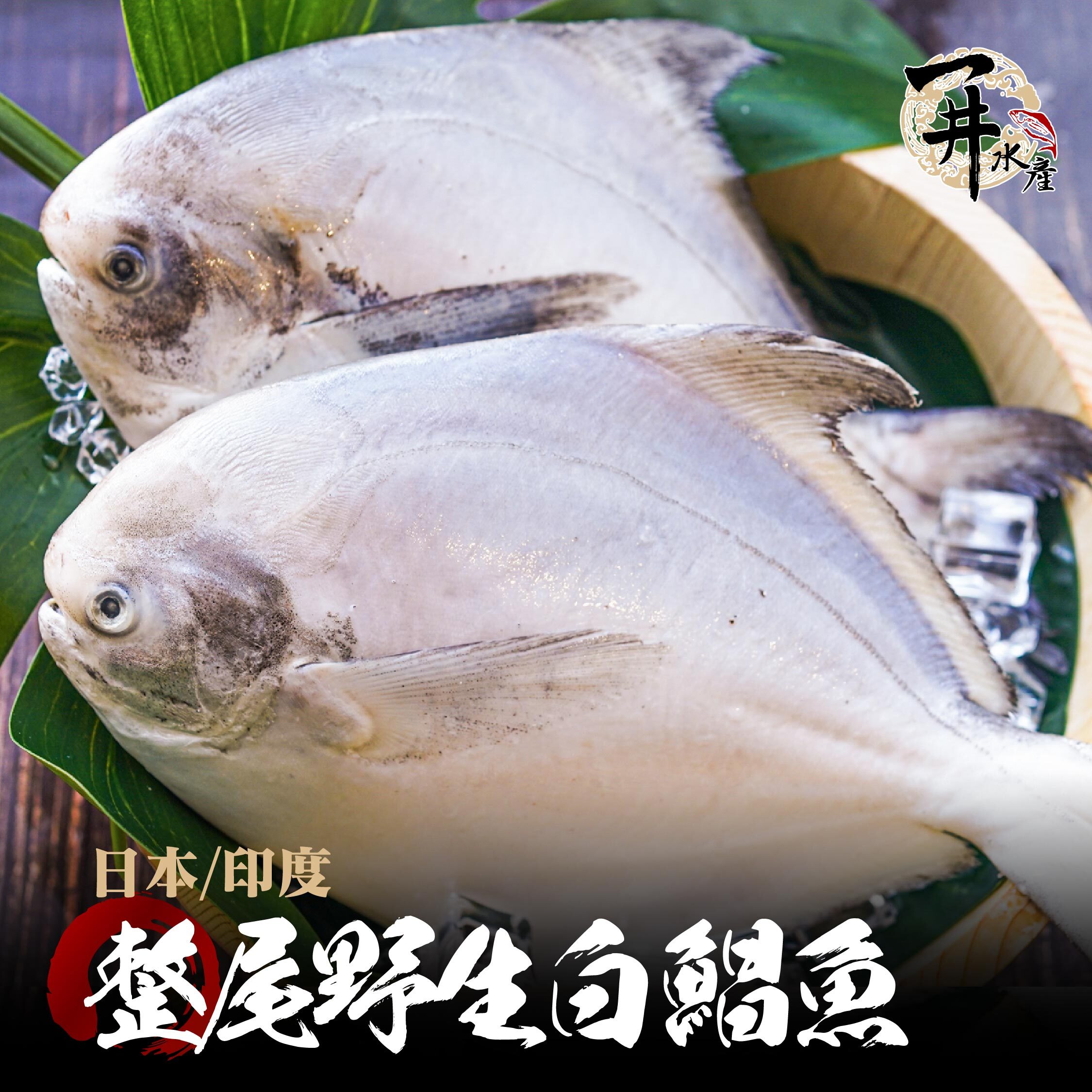 日本/印度 野生白鯧