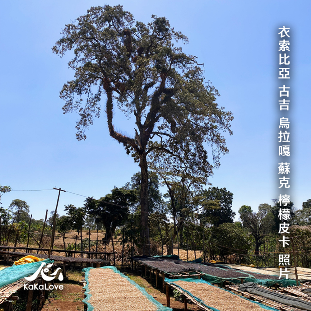 衣索比亞 水洗 古吉 烏拉嘎 蘇克 檸檬皮卡 G1