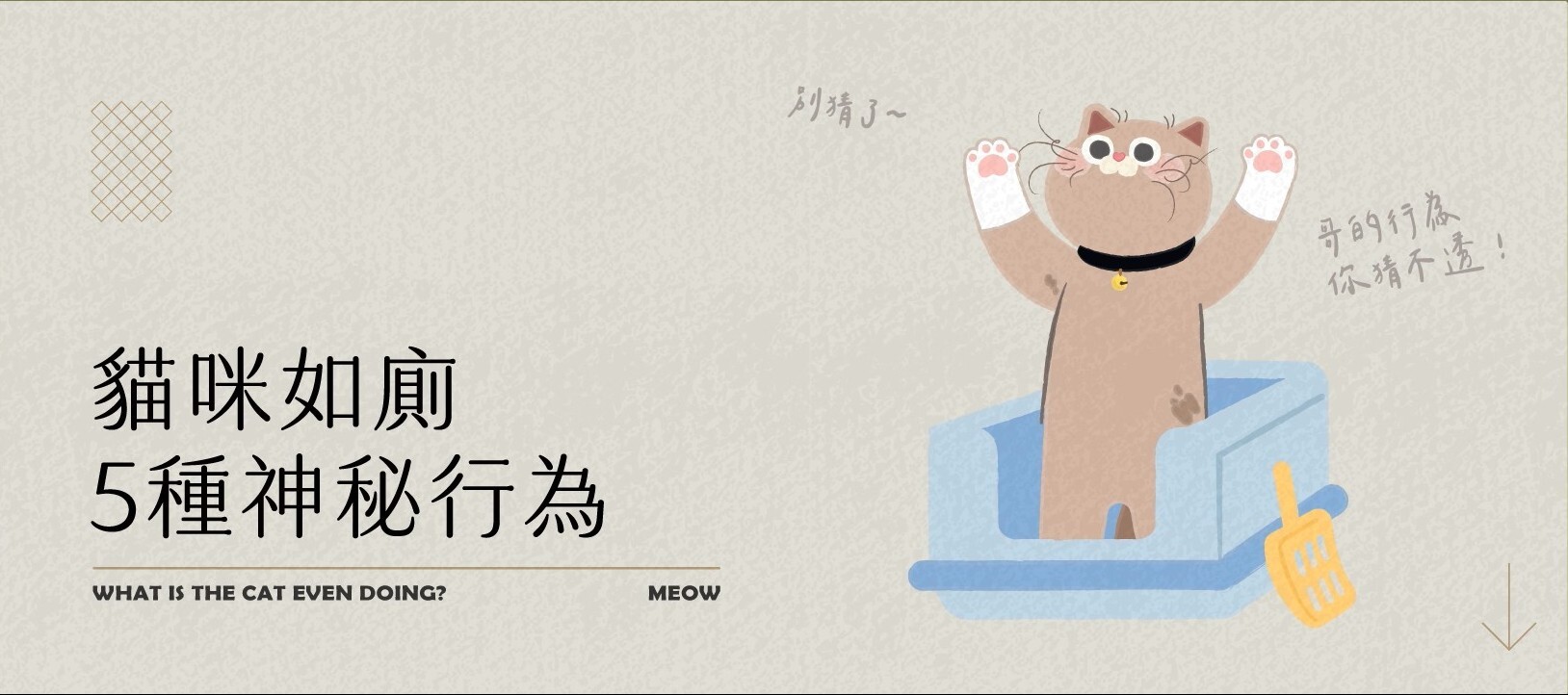 貓咪如廁5大神祕行為