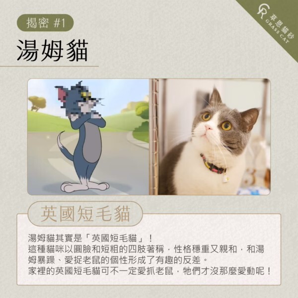 湯姆貓其實是「英國短毛貓」，這種貓咪以圓臉和短粗的四肢著稱，性格穩重又親和