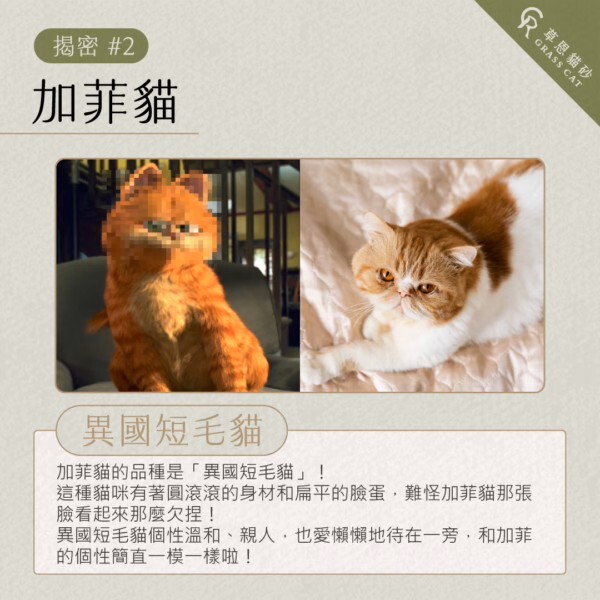 加菲貓是異國短毛貓