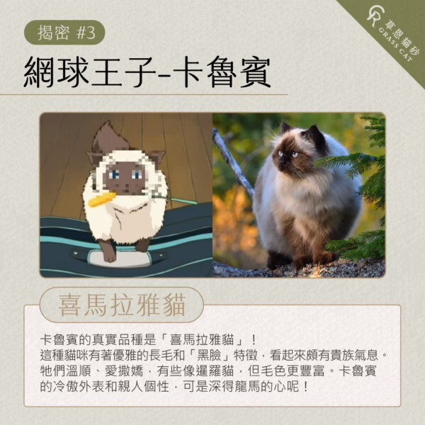 卡魯賓是暹羅貓