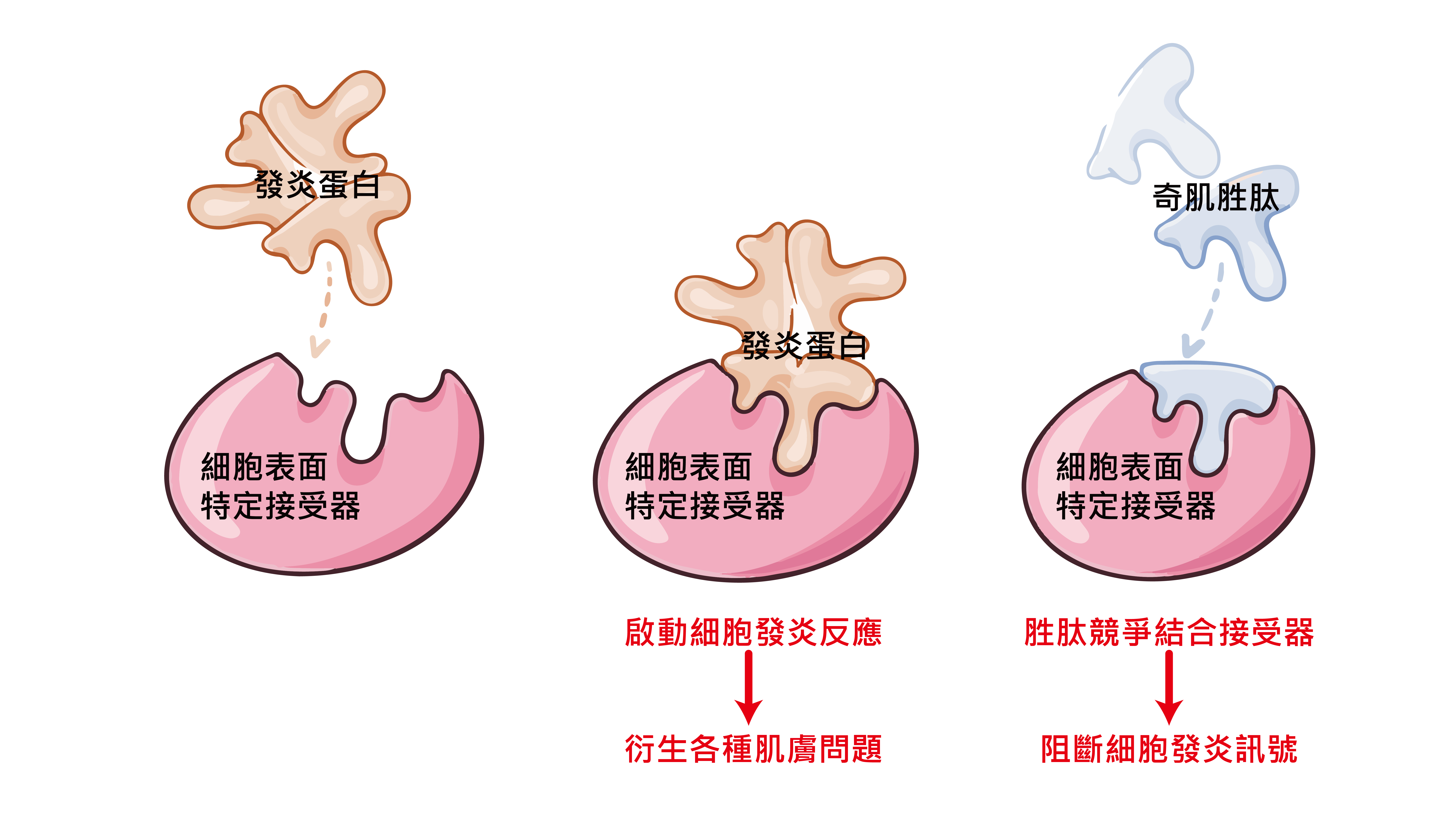 JM奇肌胜肽抑制發炎的方法