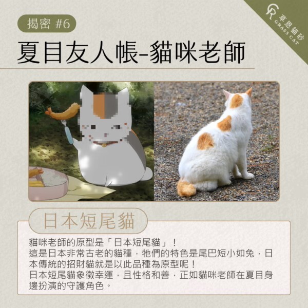 貓咪老師是三花貓