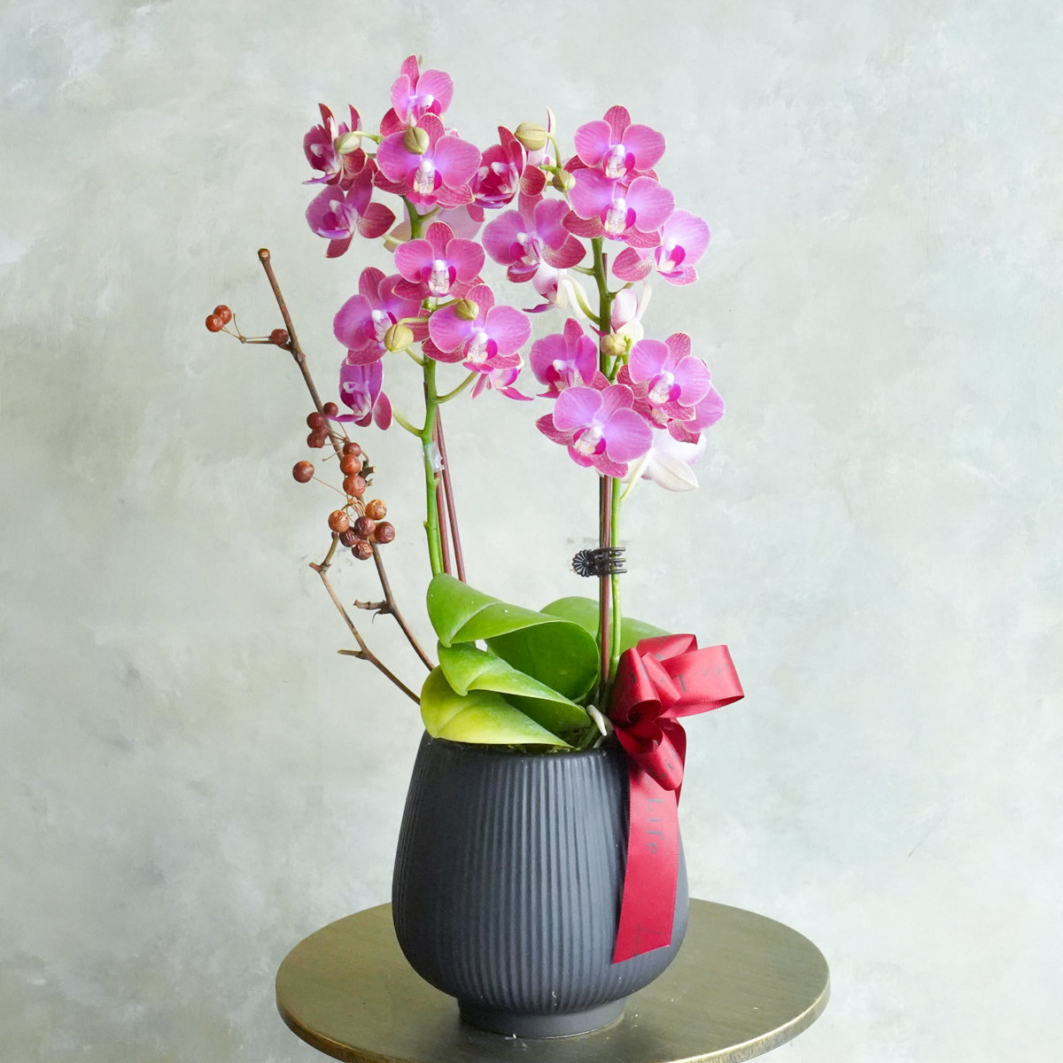 紅色蝴蝶蘭,蘭花推薦紅色,紅色蘭花推薦台北