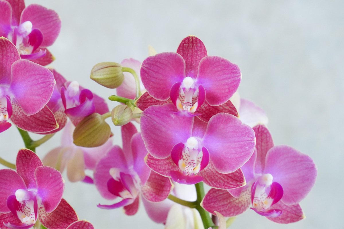 紅色蝴蝶蘭,蘭花推薦紅色,紅色蘭花推薦台北12