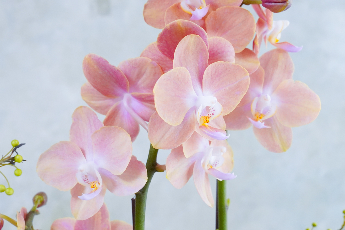 蝴蝶蘭,蘭花橘粉色蘭花,蝴蝶蘭推薦,新年蘭花推薦台北,蘭花外送服務2