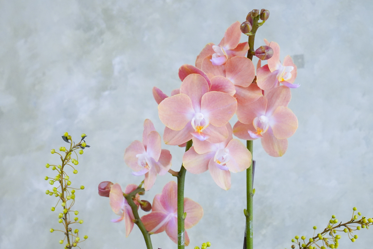 蝴蝶蘭,蘭花橘粉色蘭花,蝴蝶蘭推薦,新年蘭花推薦台北,蘭花外送服務1