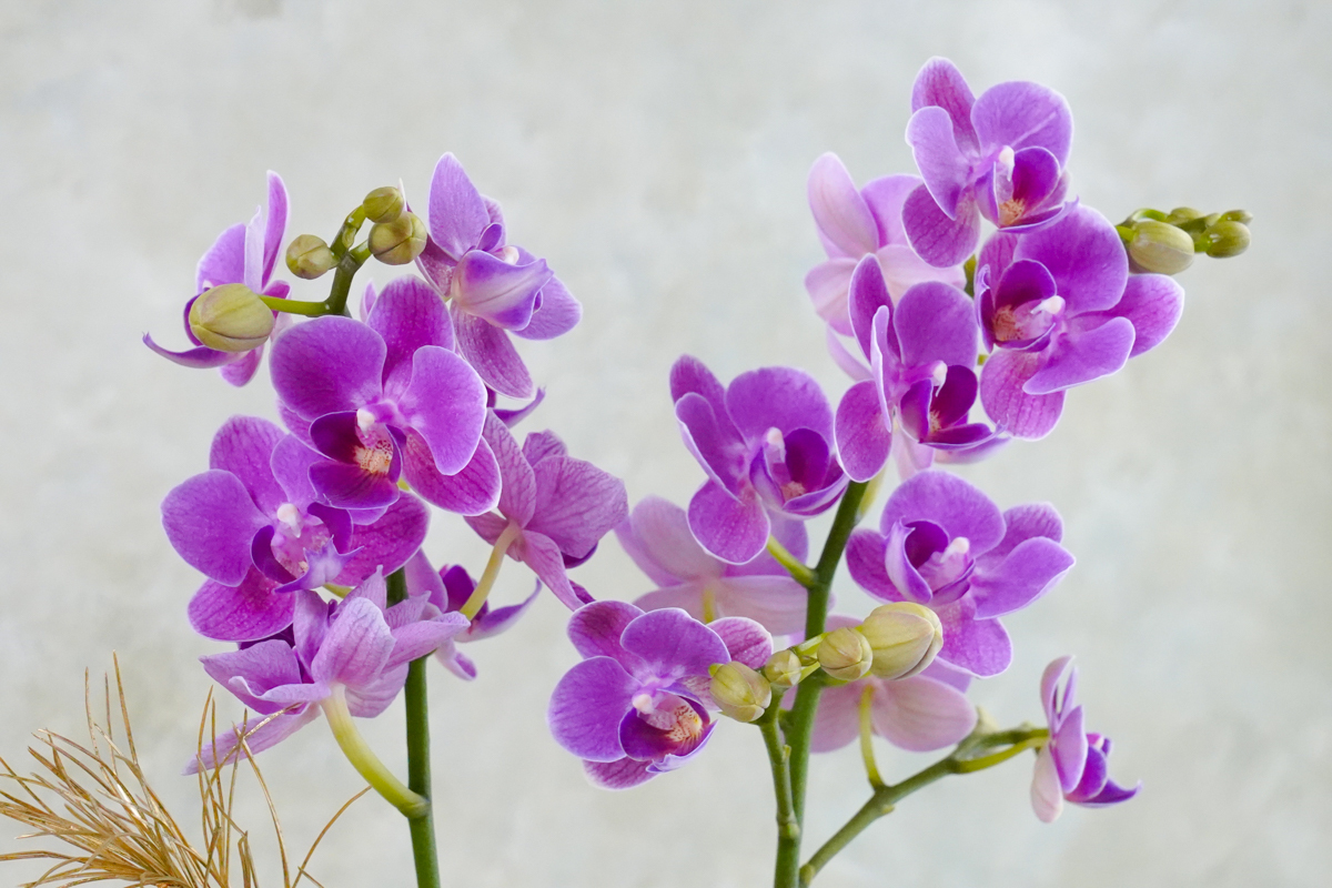 紫色蝴蝶蘭常帶有深厚的情感連結,紫色蝴蝶蘭特寫