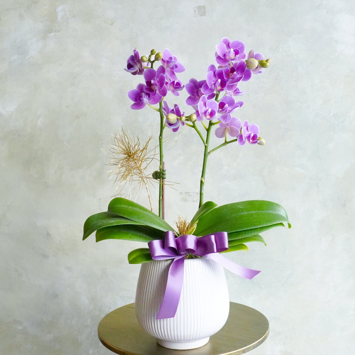 紫色蝴蝶蘭常帶有深厚的情感連結，象徵家人或伴侶間情誼深厚。