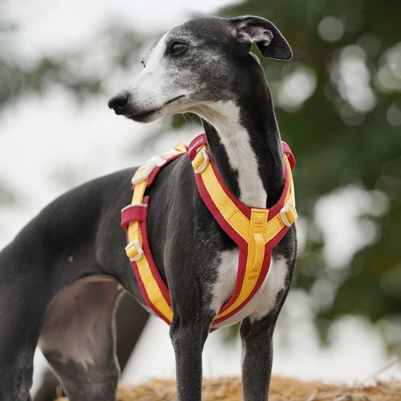 ZOOLAND 宠物防爆冲 域揽 工字型胸背