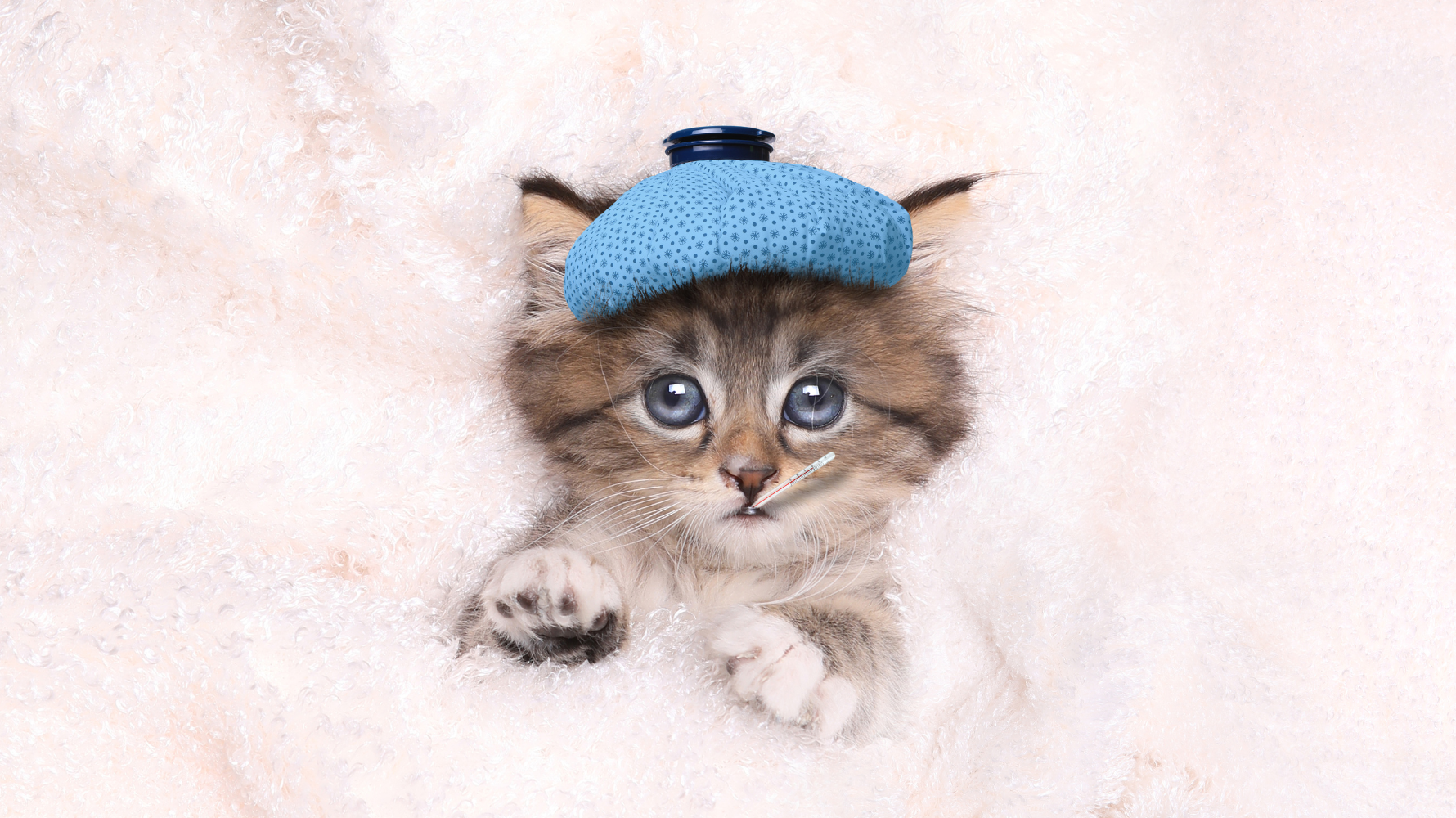 貓咳嗽治療與診斷：獸醫師會做哪些檢查？