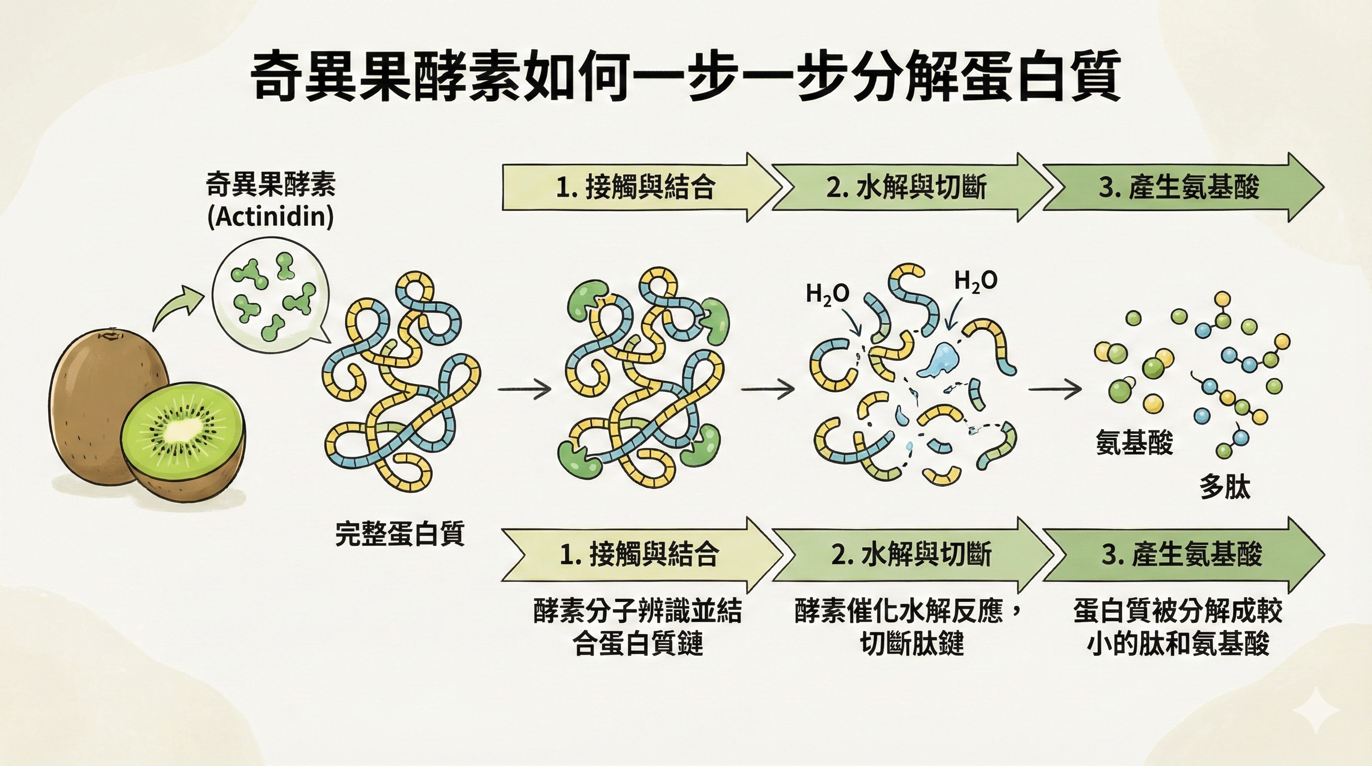 奇異果酵素幫助蛋白質分解
