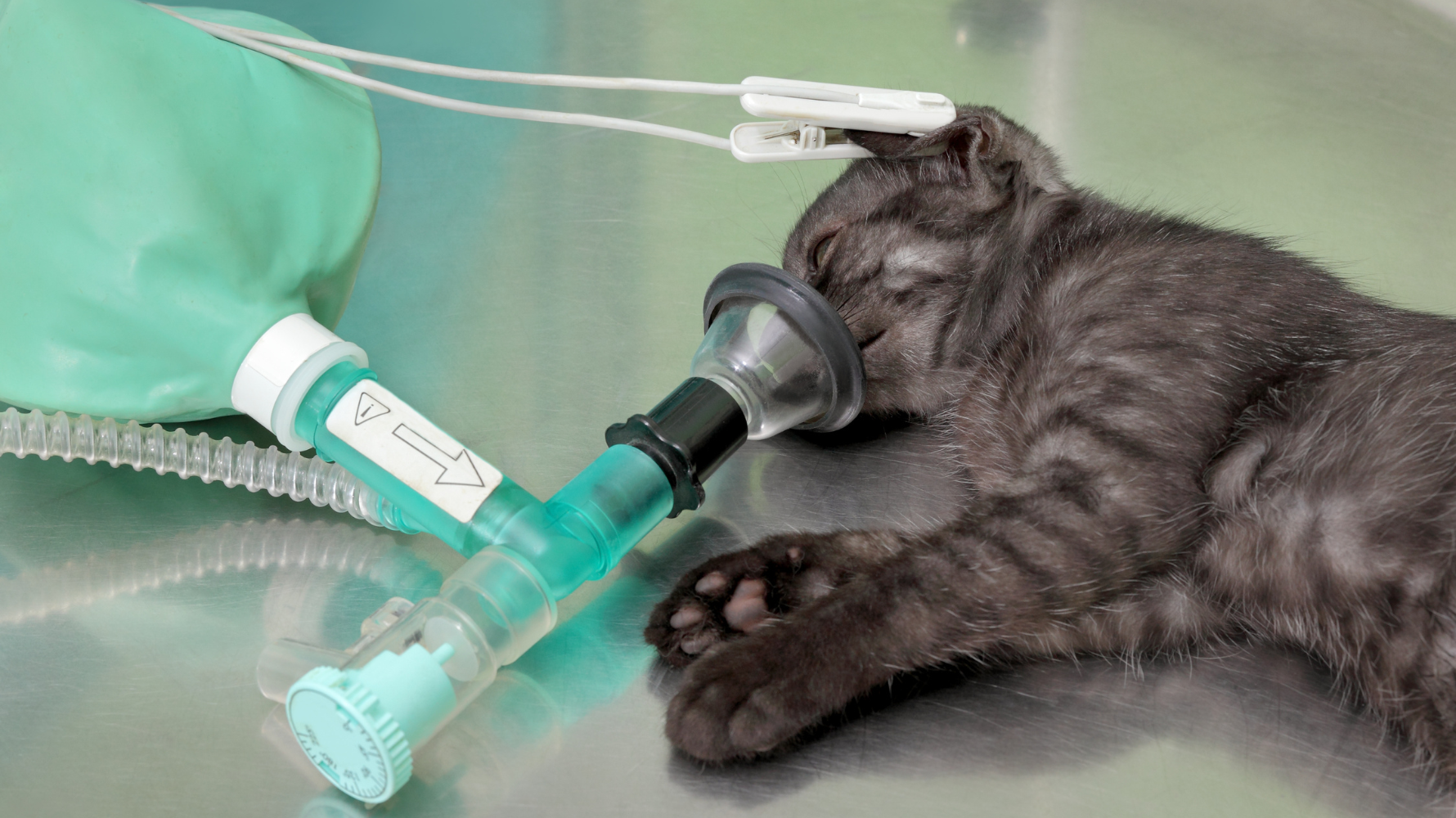 居家照護要點：如何減輕貓咪的呼吸道負擔