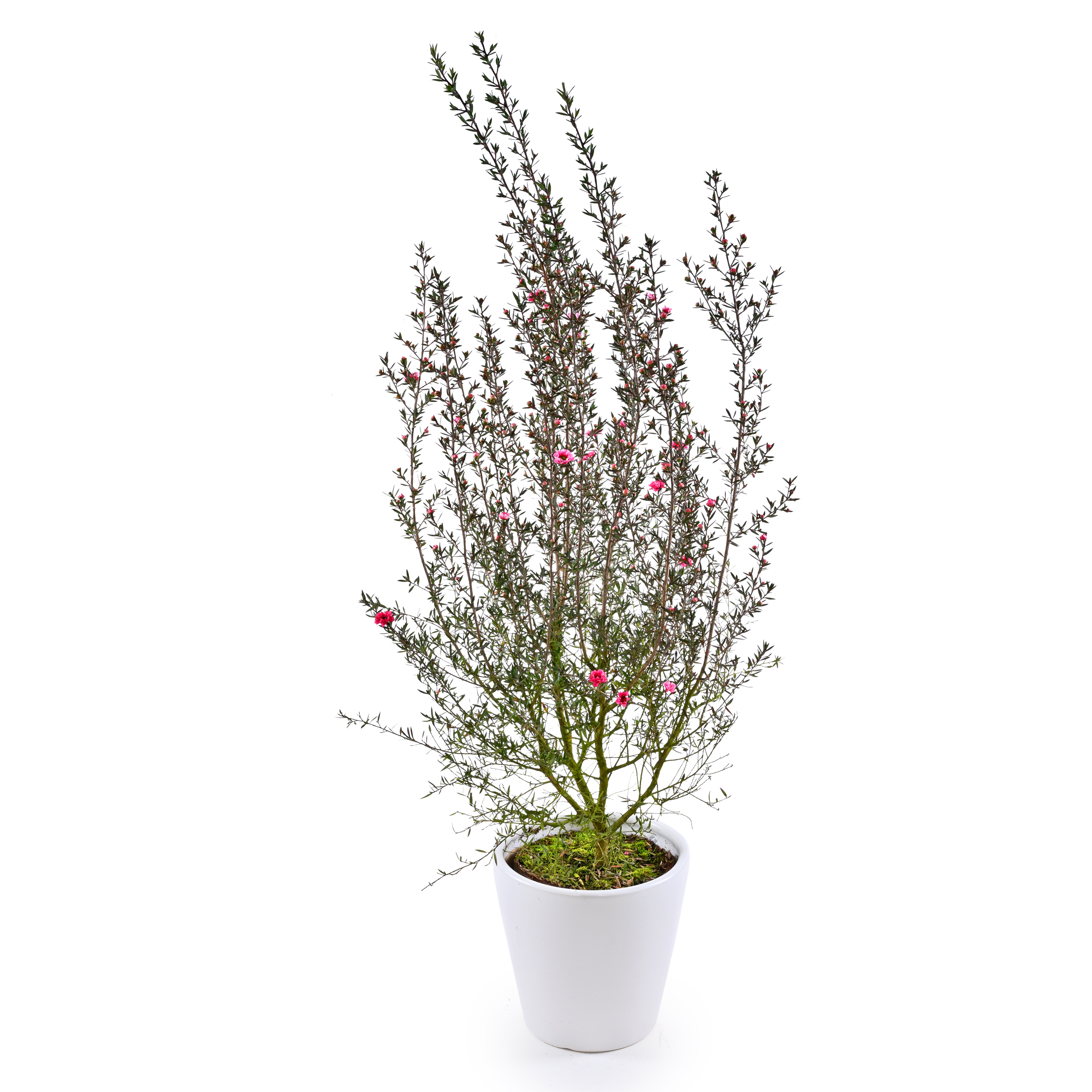 松紅梅(5寸盆栽)