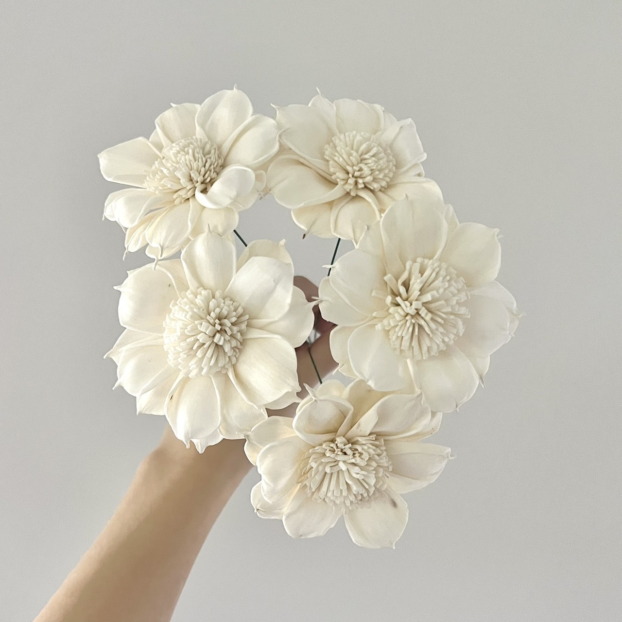 越南索拉花 圓葉水仙百合 8CM<五支一把>