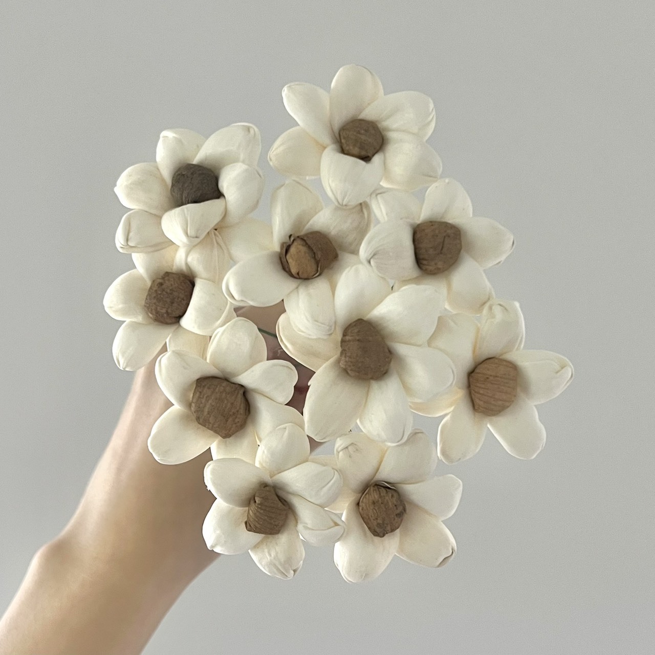 越南索拉花 茉莉(咖啡心) 4CM<十支一把>