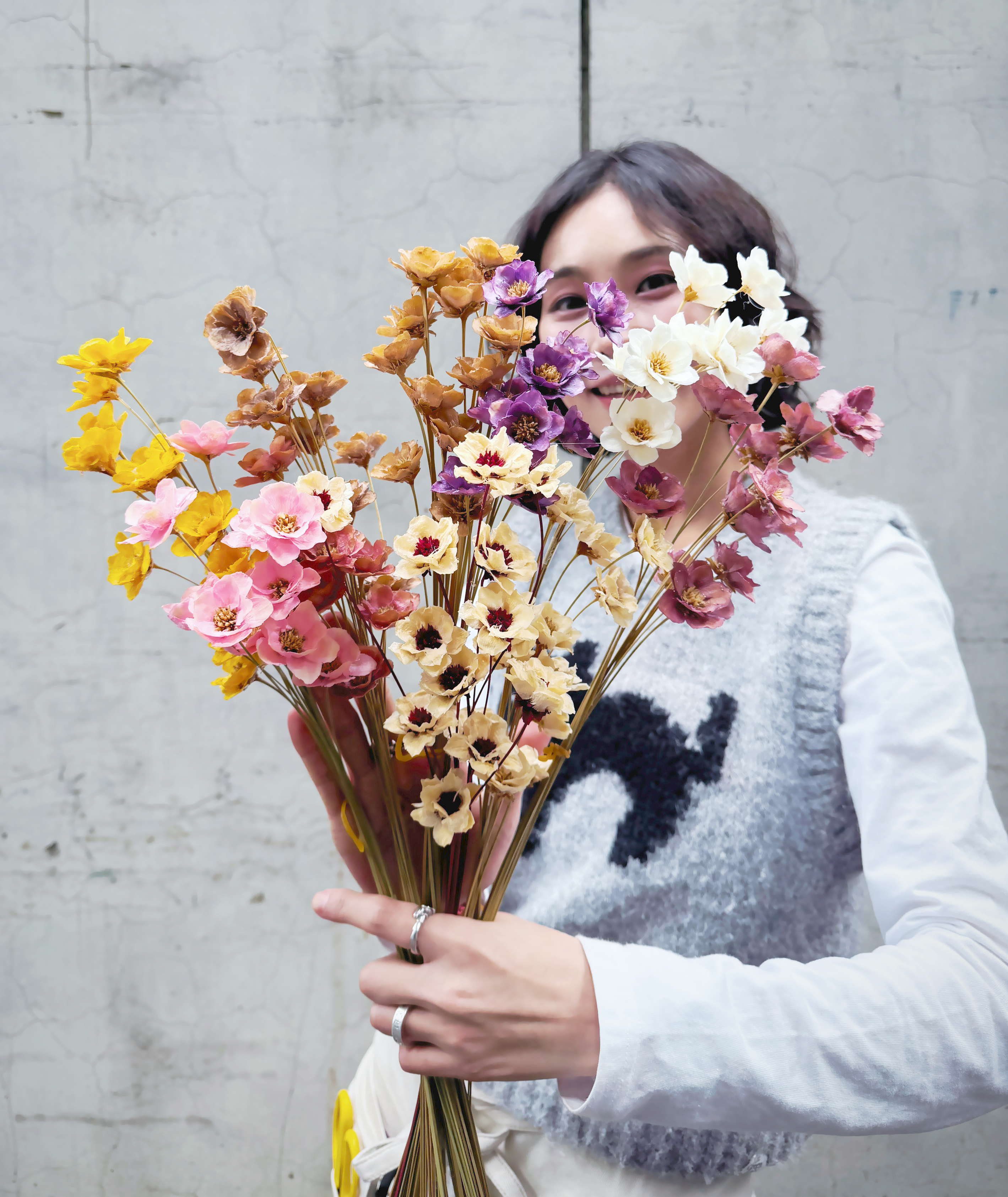 手工波斯菊（多色）