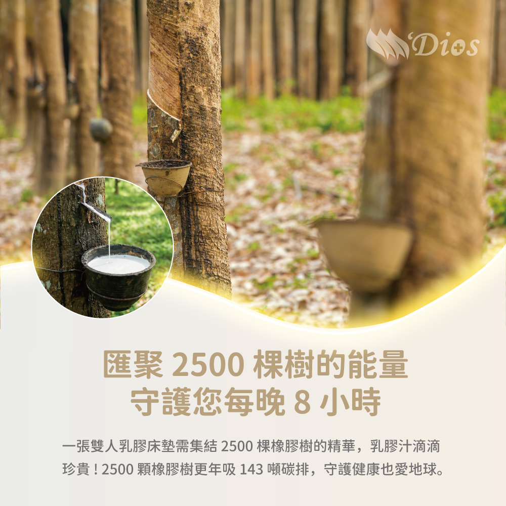迪奧斯天然乳膠床墊由橡膠樹汁產生